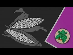 How humans made corn.