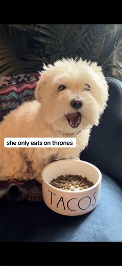 she only eats on thrones 👑 #divadog #spoileddog #dogasmr #asmr #maltesedog