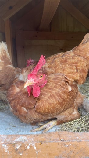 Good morning 🐔 chickens are ready to lay eggs but 😅 they scraped the straw out of nesting area. #backyardchicken #chickens #fresheggs #happychickens #backyardchickens #goodmorning #favorite #fypシ #followers #goviralreels #fbreelsvideo | My lovely Animals