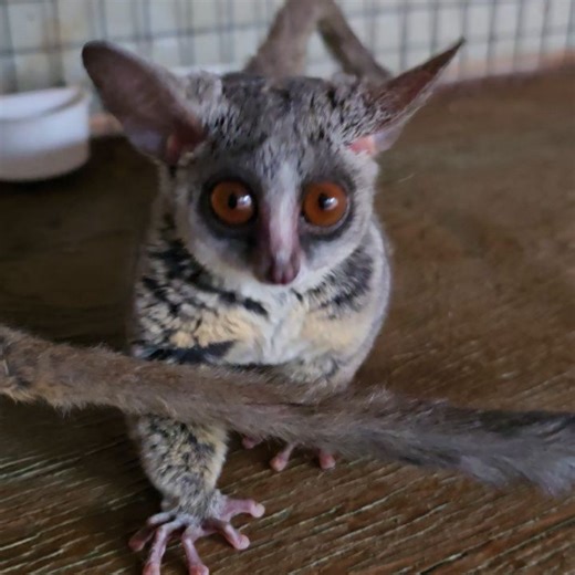 67 reactions · 4 comments | Running Wild Cheetah Conservation on Reels | Facebook