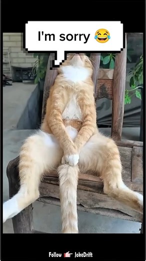 I'm Sorry 😂🤣#shorts #funnyvideo #memes