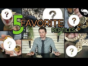 Top 5 Pet Reptiles - Clint's Reptiles