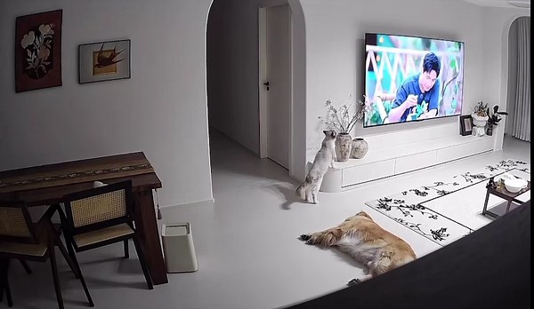 The Cat Breaks the Vase