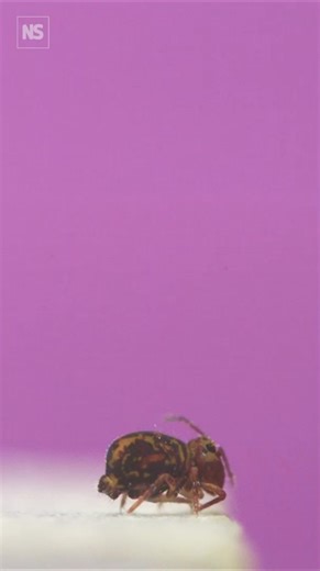 12K views · 77 reactions | Springtails are nature's fastest spinners 若 High-speed camera recordings show that springtails spin at up to 368 rotations per second when they jump away from danger Tap link to learn more: https://www.newscientist.com/article/2445665-backflipping-springtails-are-the-fastest-spinners-known-in-nature/ #springtails, #nature, #insects, #animales, #backflip, #highspeed, #science | New Scientist | Facebook