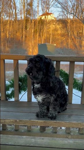 A Black Shih-Poo barking. #shorts #shihtzu #poodle #dogbark