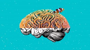 Climate change is rewiring fish brains — and probably ours, too