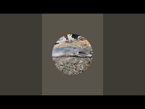 TP fishing express 333 is live