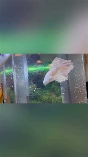 Neptune is a betta fish making waves in Mrs. Wescott’s 8th-grade Earth Science class in Mandan Middle School. Link in bio :) #Studio701 #PetProject #Neptune #ClassPet #EarthScience #Fish #PetFish | Studio 701