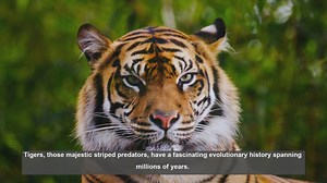 10 Surprising Facts About Tiger Evolution