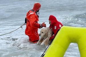 PHOTOS: Yellow Lab rescued from icy pond on New Year’s Day