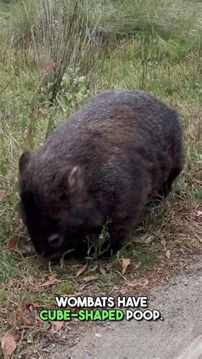 Which one shocked you the most? | 🔥 super Fcat till #1