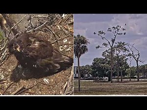 SWFL Eagles ~ INTRUDER LANDS IN NEST TREE! E26 ALERTS & DEFENDS AS M15 FLUSHES INTRUDER OUT! 4.1.26