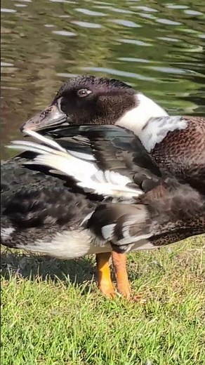 MUSCOVY/MALLARD CROSS? Duck hangs around Muscovy pair