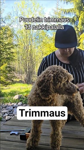 3 ohjetta - Näin koiran trimmaus sujuu hyvin