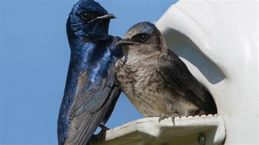 First purple martin of season spotted in Massachusetts. Here's where