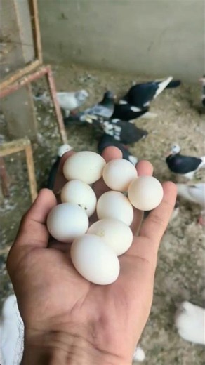 8 Types of Pigeons And their eggs 💞 || #shorts #viral #pigeon #kabootar