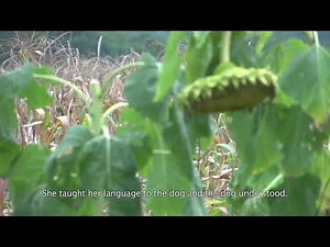 The Cherokee Language in North Carolina