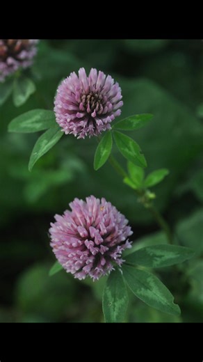 Så længe, det ikke bliver hård frost, fortsætter mange planter med at blomstre. De kan bliver ved helt frem til jul og nytår og nogle gange længere ind i vinteren. Her er 10 af dem, der plejer at holde ud længe. I rækkefølge er det: døvnælde, lugtløs kamille, hjulkrone, blåhat, rejnfan, rødkløver, farvegåseurt, agersennep, hvidkløver og røllike @fremhæv #blomstervals #vinterblomster | Michael Stoltze