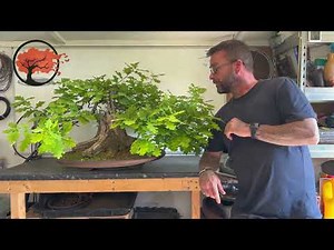 English Oak Bonsai Pruning And Partial Defoliation