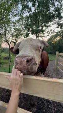 Me and Rufus love to play in the dirt! #rufusthebull