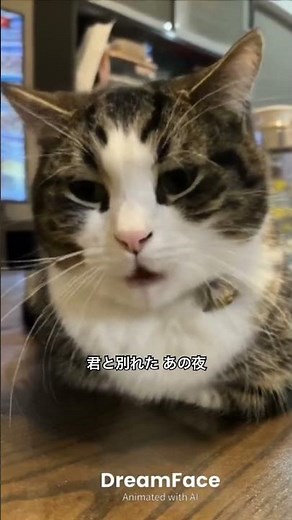 #蒼い星くず #加山雄三 #cat #猫のいる暮らし #歌 #歌詞有 #昭和歌謡 #catvideos