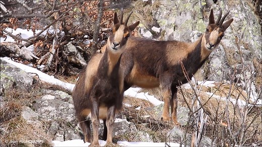 - Régalons-nous de la vie des isards – Un documentaire sur le quotidien de ces ongulés emblématiques, réalisé par Jean-Paul Crampe, orienté sur le comportement lors de la période de reproduction… Une histoire de patience et d’observation… Éléments pour une totale compréhension : Avec les premiers froids de l’automne, les isards arborent une chaude fourrure aux couleurs chatoyantes. On reconnaît les mâles à leurs couleurs plus contrastées et à leur apparence plus hirsute. Pendant le rut automnal,