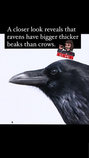 I ran into some Common Ravens in Alberta, Canada a few years ago and wanted to see a few differences from the crows I’ve been photographing lately. Bigger all around! Both corvids, the ravens are as big as Red-tailed Hawks, and crows are about the size of pigeons. Ravens have bigger beaks, longer beak bristles, fuller neck plumage and broader wingspan. They roam around pretty much solo, but if you do see a group say, “Hey look, an unkindness of ravens.” Pretty sure someone’s going to fact check 