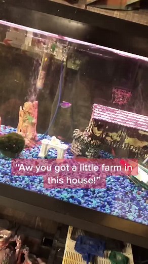 Meet Gizmo and Bepop 🐰 #DailyVlog #littlefarm #mybestfriend