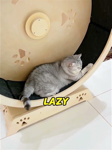 Watch this chubby cat become a swimmer #catgains #fitness