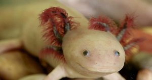 Learning from a salamander that regenerates its limbs