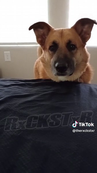 Funny Talking Dog Voice Over Compilation