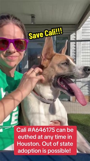 Fill out the app in my bio if you are interested in adopting Cali!! #rescuedogarmy #adoptdontshop #fosteringsaveslives #rescuedogarmy❤️ #rescuedog