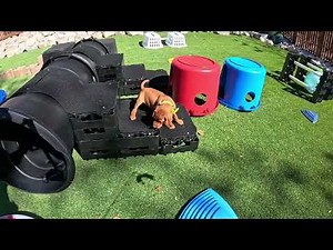 6 week old Vizsla playground conditioning and training tips