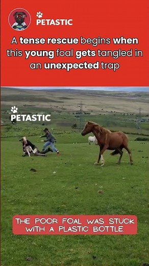 Foal Gets Stuck With a Plastic Bottle and Needs Help Fast