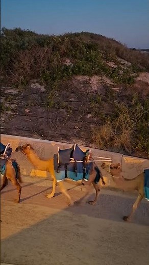 Cable Beach Camels | Broome's Bucket List Experience