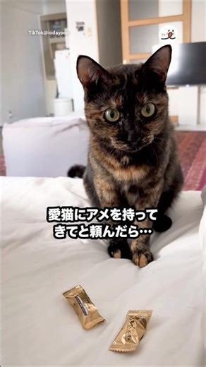 The owner was down with a high fever 🥵, so I asked him to bring some candy... | PECO