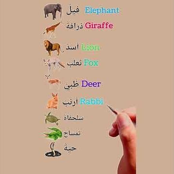 learn Arabic for beginners