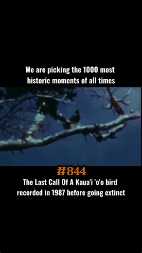The Moment of History | This was the last male left «Singing for a female that would never come» This species was the last surviving member of the Mohoidae, which... | Instagram