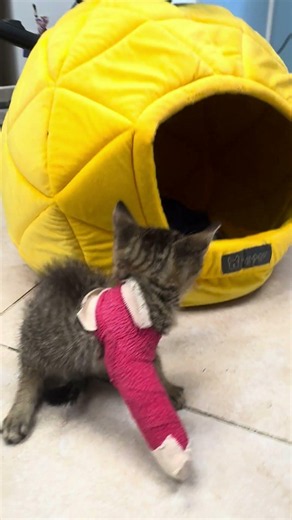URGENT: This Animal Is Six Weeks Old With a Broken Leg That Needs Surgery NOW...[STORY BELOW]