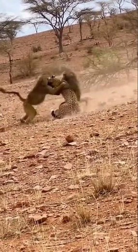 Rare Footage: Two Baboons vs Leopard | Savage Wild Fight