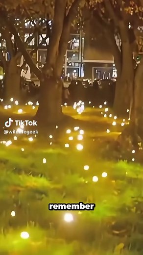 Discover Fascinating Facts About Fireflies