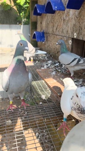 Come to you when they are hungry | #RacingPigeon | #Homer | #Kabutar