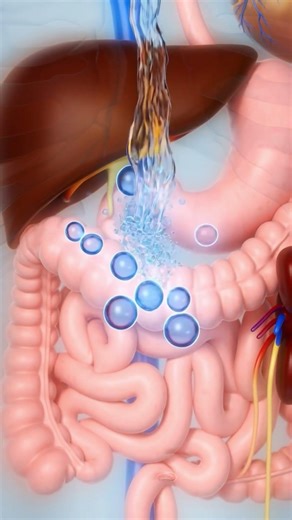 “Journey of Water Through the Body: 3D Medical Animation of Hydration”