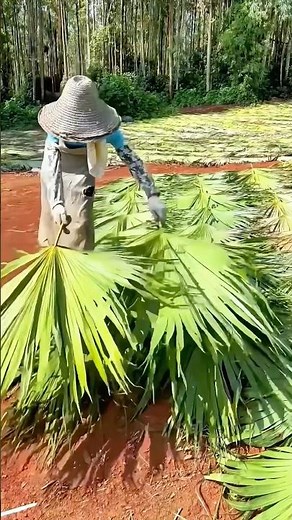 Sun-drying Chinese fan-palm leaves: A traditional handmade fan combining coolness and culture