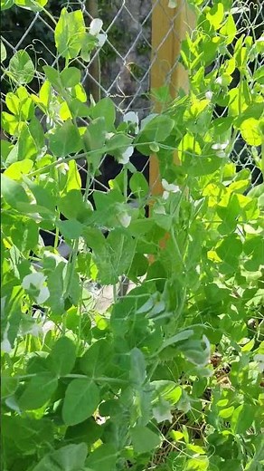 Comment tuteurer les pois mange-tout