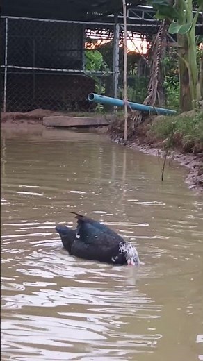 Duck Life Cycle 🦆🥚🐥 From Mating to Laying Eggs