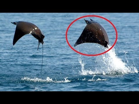 15 Animals You Didn't Know Could Fly