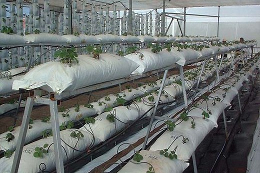 Huerto hidropónico: qué es, cómo funciona, tipos, cómo hacer uno casero