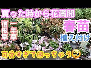 【春苗】買った時から花満開が続く♡春苗の紹介と植え付け🤗 / 春ってやっぱりいいですね🌸 / 植え付け方法・飾り方も色々とご紹介/ 原種系クリロー、香りパンジー、〇〇ムスカリ他【ガーデニング】