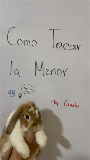 Canelo Hub on Instagram: "Canelo Menor #canelo #conejo #mascota #humor #tutorial #dedo #influencer #musica #guitarra #bunny #funny #rabbit #pets #comedy #feed #insta #reels #video #viral #fyp #parati #foryou #fyp #fypp #fypシ #insta"